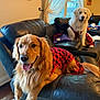 Mateo joined the competition — help win amazing prizes! dog, golden_retriever, white_dog, plaid_outfit, couch, leather, indoor, window, curtains, happy, panting, relaxed, pet, animal, fur, home, living_room, seated, cozy, domestic