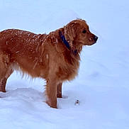 Mateo is registered to the contest to win money with this photo: golden_retriever, dog, snow, winter, outdoor, animal, pet, fur, collar, canine, cold, nature, mammal, standing, alert, side_view, snowflakes, winter_climate, daylight, quiet