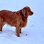golden_retriever, dog, snow, winter, outdoor, animal, pet, fur, collar, canine, cold, nature, mammal, standing, alert, side_view, snowflakes, winter_climate, daylight, quiet