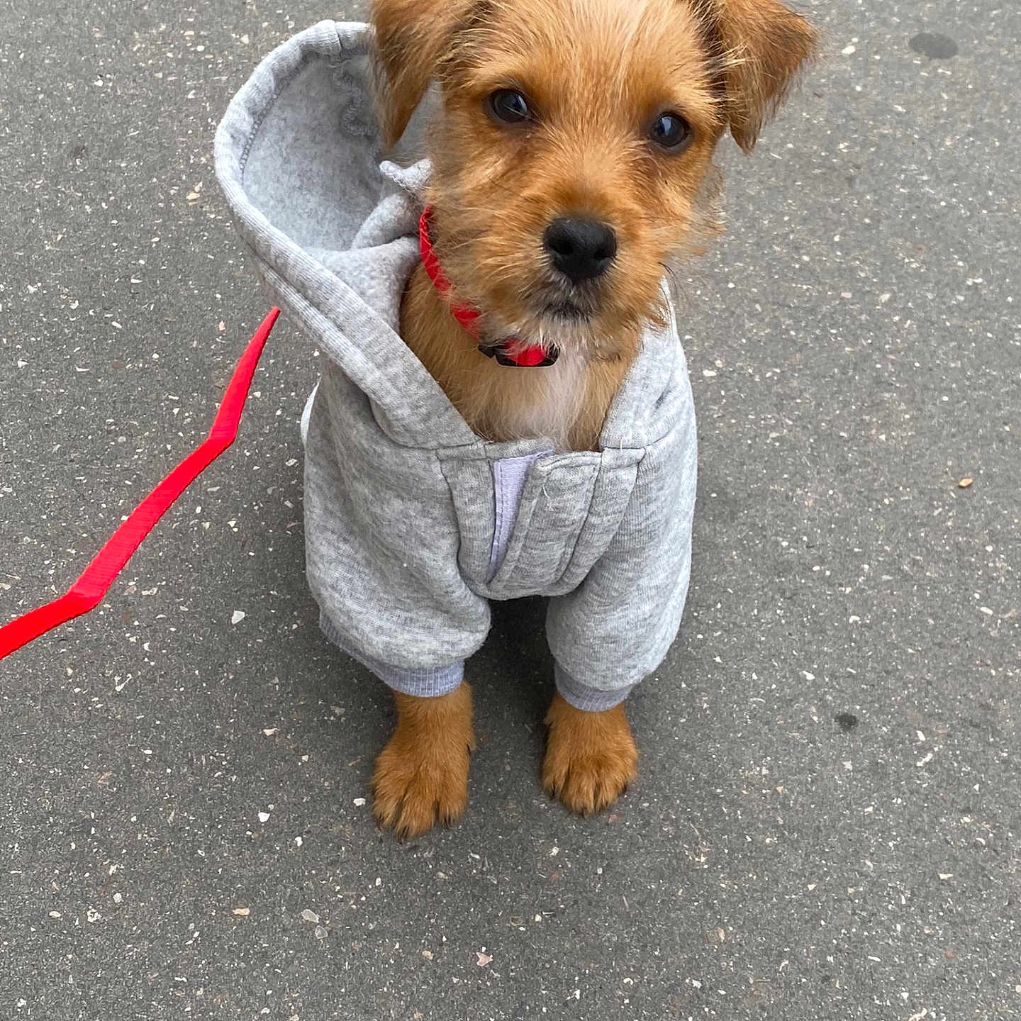 Snoop a rejoint le concours — aidez-le/la à gagner de superbes lots ! adorable, animal, brown_fur, canine, casual_clothing, collar, cute, dog, fur, hoodie, looking_up, outdoor, pavement, pet, puppy, red_leash, sitting, small, street, young