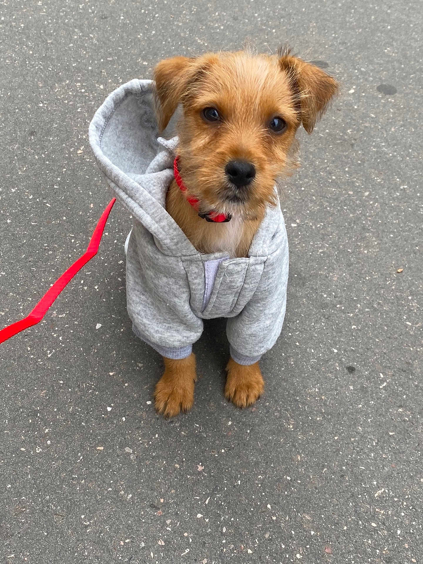 Snoop a rejoint le concours — aidez-le/la à gagner de superbes lots ! puppy, dog, hoodie, red_leash, pavement, brown_fur, cute, pet, animal, young, outdoor, sitting, fur, small, adorable, collar, looking_up, canine, casual_clothing, street