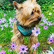 Wiki a rejoint le concours — aidez-le/la à gagner de superbes lots ! dog, small_dog, fluffy_dog, teal_bandana, flowers, purple_flowers, white_flowers, greenery, grass, outdoor, nature, pet, canine, fur, ears, snout, standing, garden, spring, cute