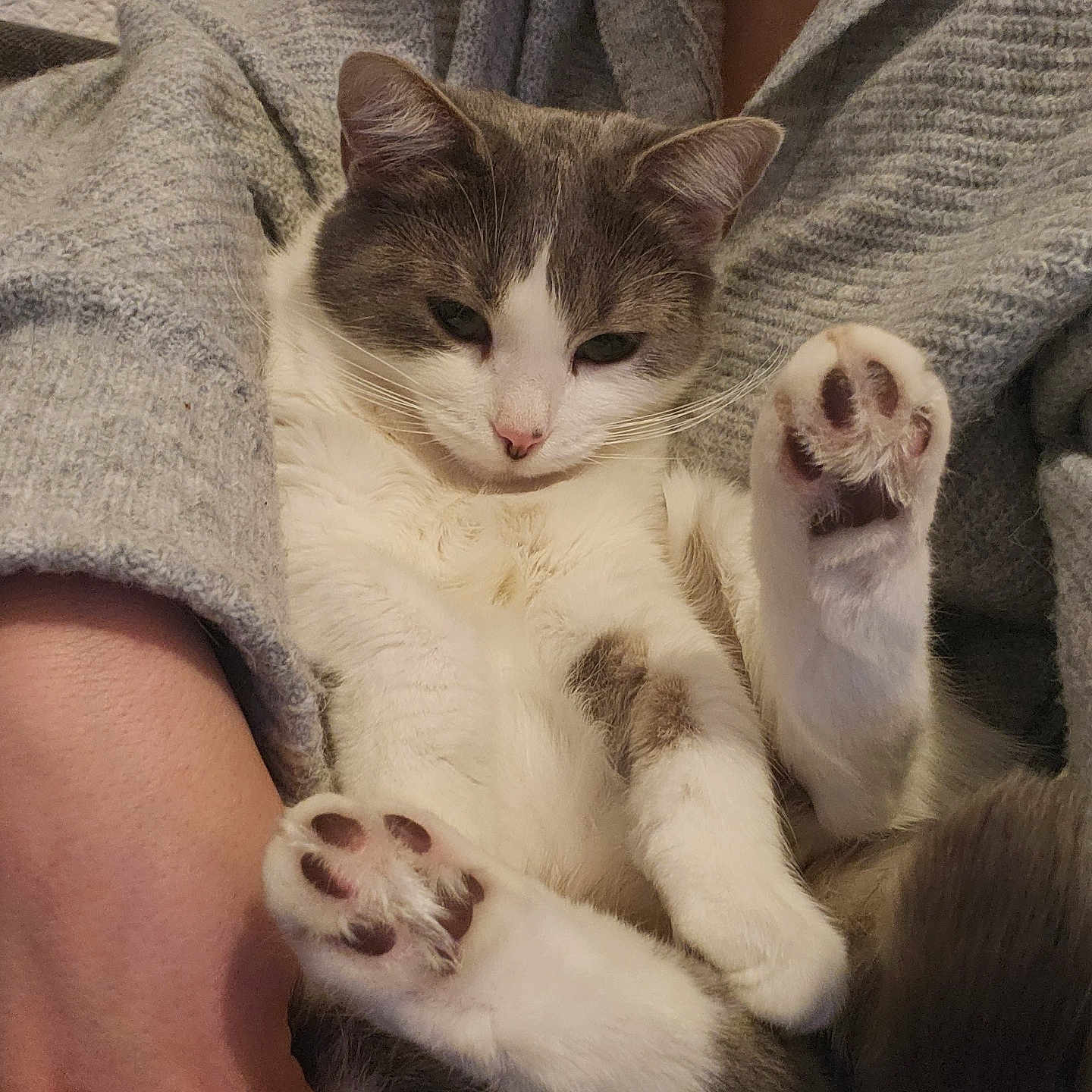 Noïa