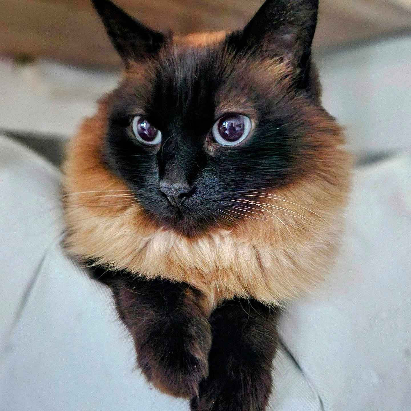 Plume participe au concours pour gagner de l'argent avec cette photo : animal, black_fur, blue_eyes, cat, closeup, cozy, cream_fur, curious, cute, domestic_cat, feline, fluffy_fur, indoor, pet, portrait, relaxed, resting, siamese_cat, soft_texture, whiskers