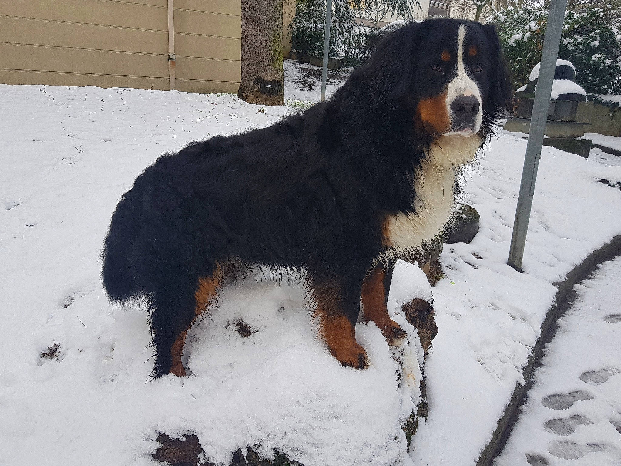 Phoenix participe au concours pour gagner de l'argent avec cette photo : automotive_tire, canidae, carnivore, companion_dog, dog, dog_breed, door, fender, freezing, fur, home_fencing, precipitation, snout, snow, sporting_group, tail, windshield, winter, working_dog