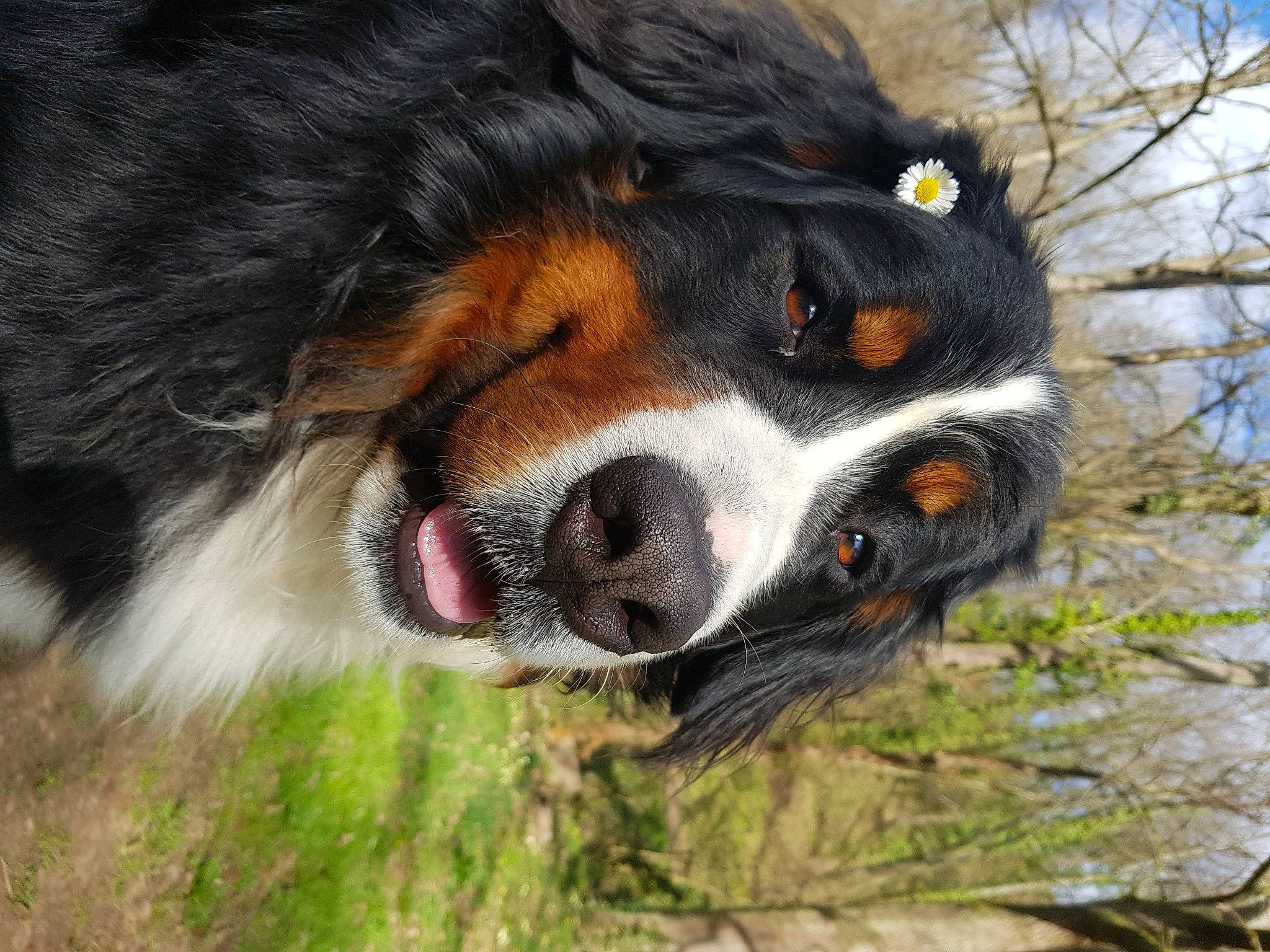 Phoenix participe au concours pour gagner de l'argent avec cette photo : bernese_mountain_dog, canidae, carnivore, cavalier_king_charles_spaniel, companion_dog, dog, dog_breed, fur, giant_dog_breed, grass, herding_dog, paw, plant, puppy, snout, sporting_group, terrestrial_animal, tree, whiskers, working_dog