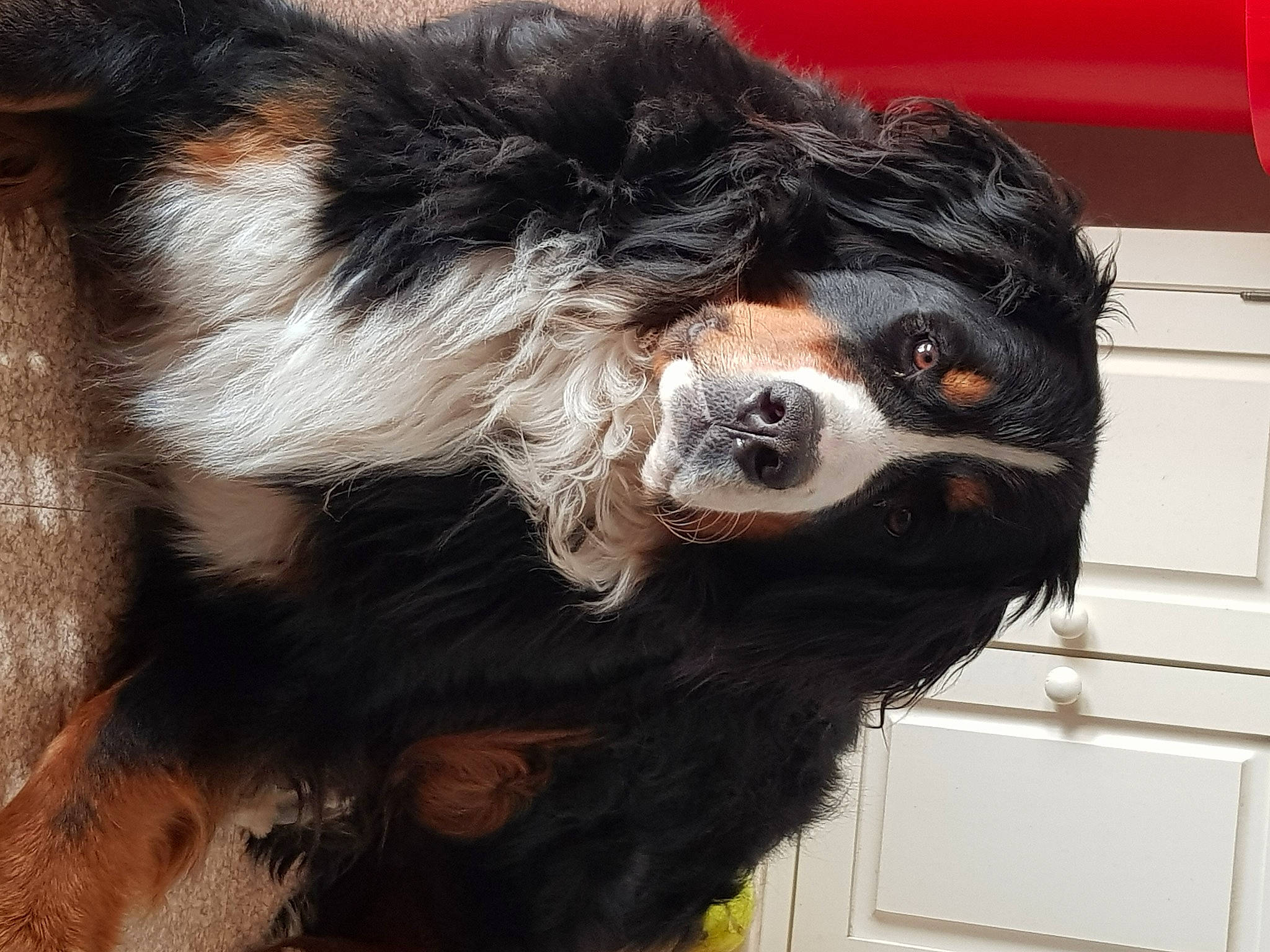 Phoenix participe au concours pour gagner de l'argent avec cette photo : canidae, carnivore, companion_dog, dog, dog_breed, door, eye, fur, hair, head, liver, snout, spaniel, sporting_group, terrestrial_animal, whiskers, working_animal, working_dog