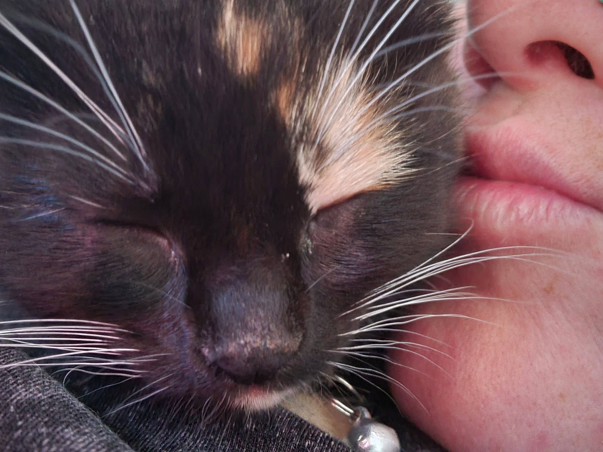 Lily is registered to the contest to win money with this photo: black_cat, carnivore, cat, claw, close_up, domestic_short_haired_cat, ear, eyelash, felidae, fur, gesture, nail, nap, nose, paw, photography, small_to_medium_sized_cats, tail, terrestrial_animal, whiskers