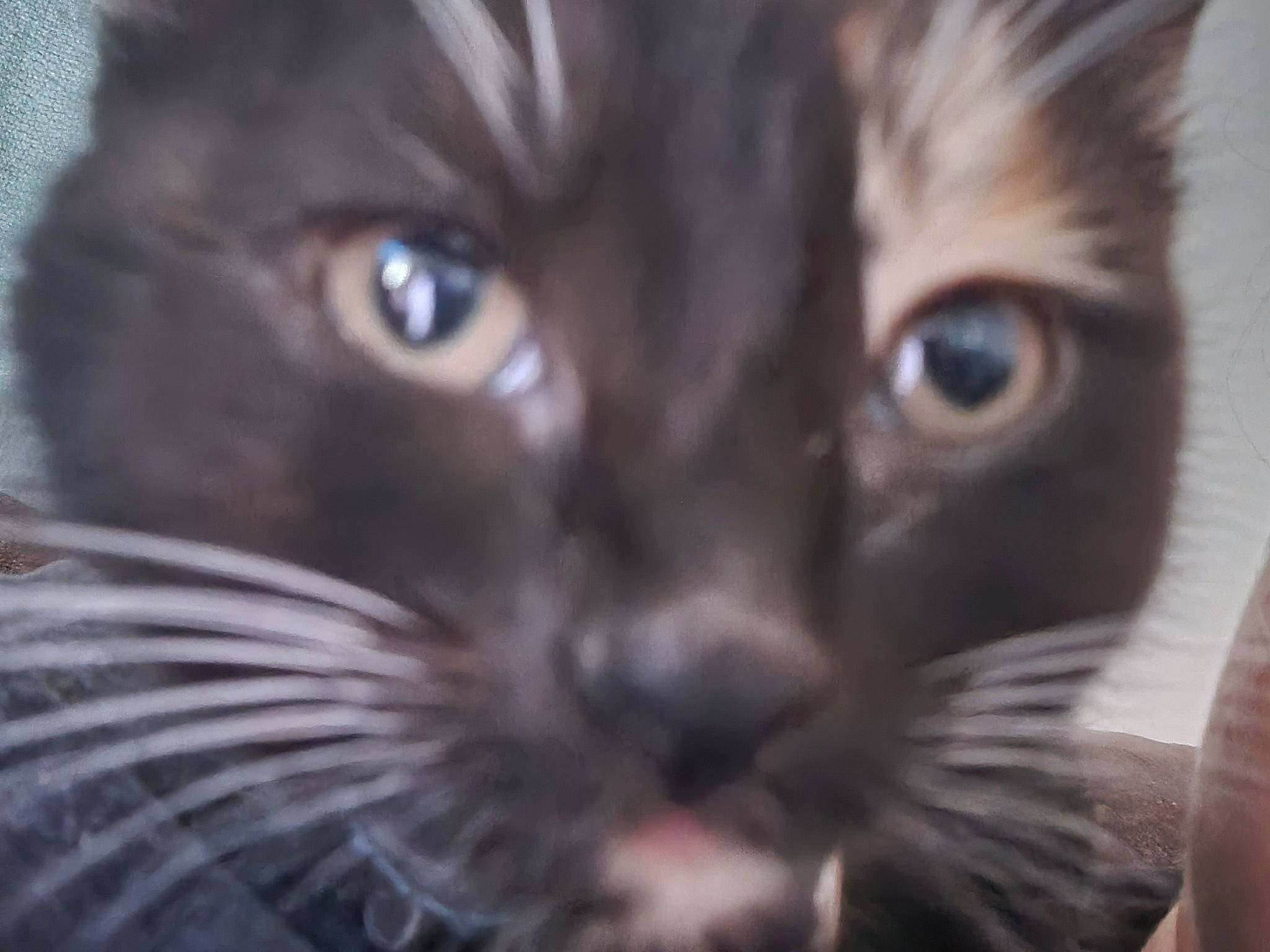 Lily joined the competition — help win amazing prizes! black_cat, carnivore, cat, darkness, domestic_short_haired_cat, ear, electric_blue, eyelash, felidae, fur, iris, macro_photography, small_to_medium_sized_cats, snout, terrestrial_animal, whiskers, wildlife