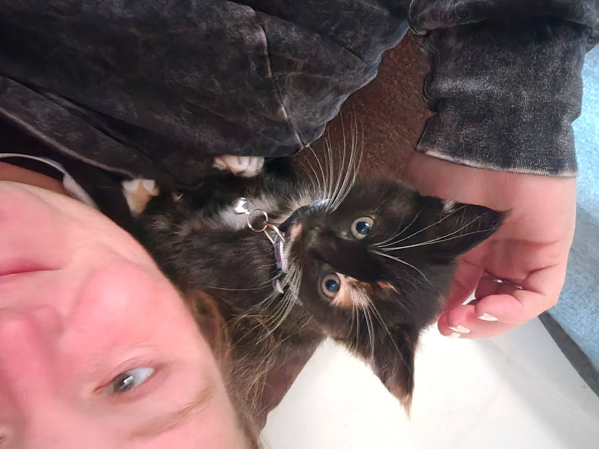 Lily is registered to the contest to win money with this photo: carnivore, cat, comfort, domestic_short_haired_cat, ear, eyelash, felidae, finger, foot, fur, gesture, hand, happy, human_leg, nail, skin, small_to_medium_sized_cats, snout, thumb, whiskers