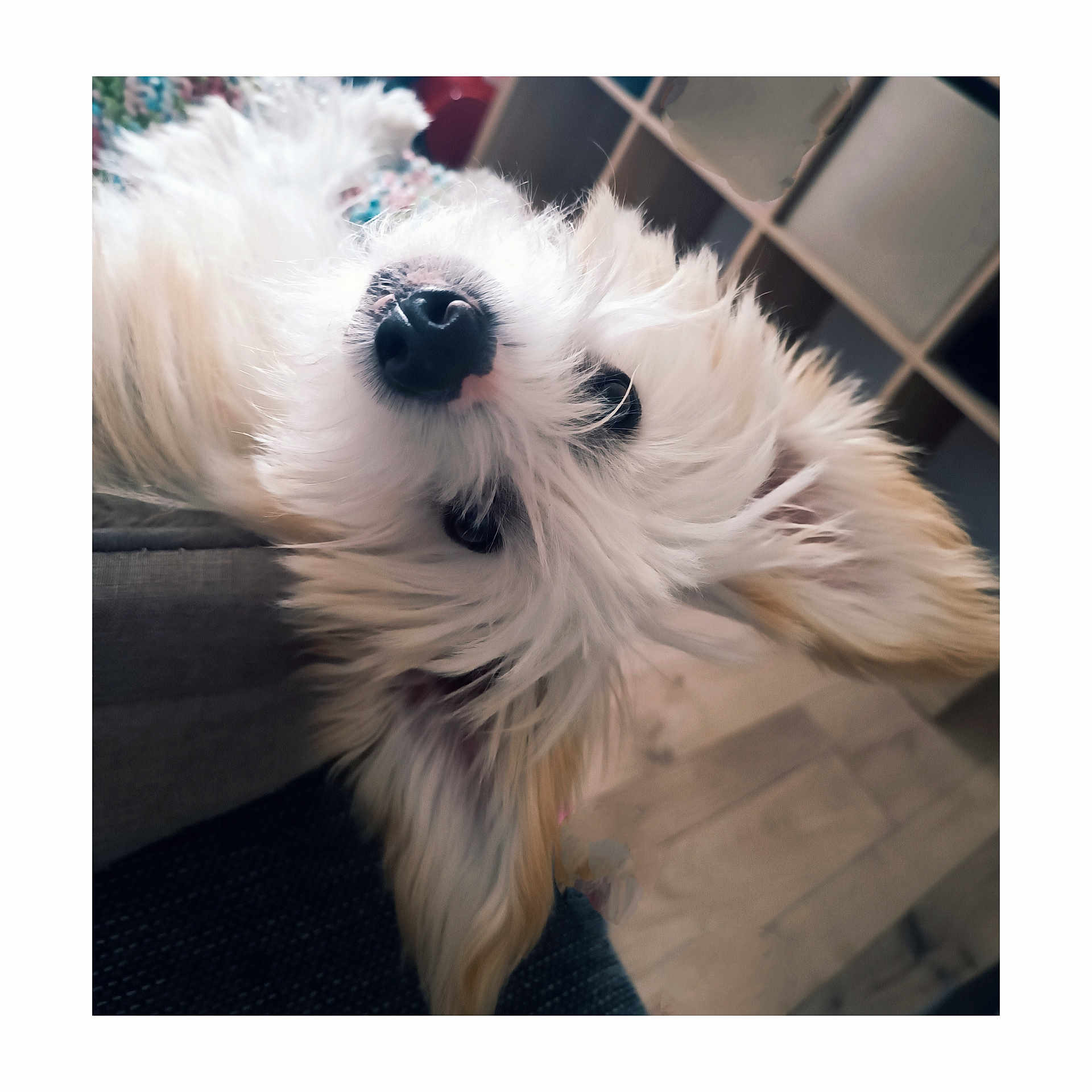 Tao a rejoint le concours — aidez-le/la à gagner de superbes lots ! animal, canine, closeup, couch, cozy, curious, dog, ears, floor, fluffy, fur, home, indoor, nose, pet, portrait, relaxed, shelf, upside_down, white_dog
