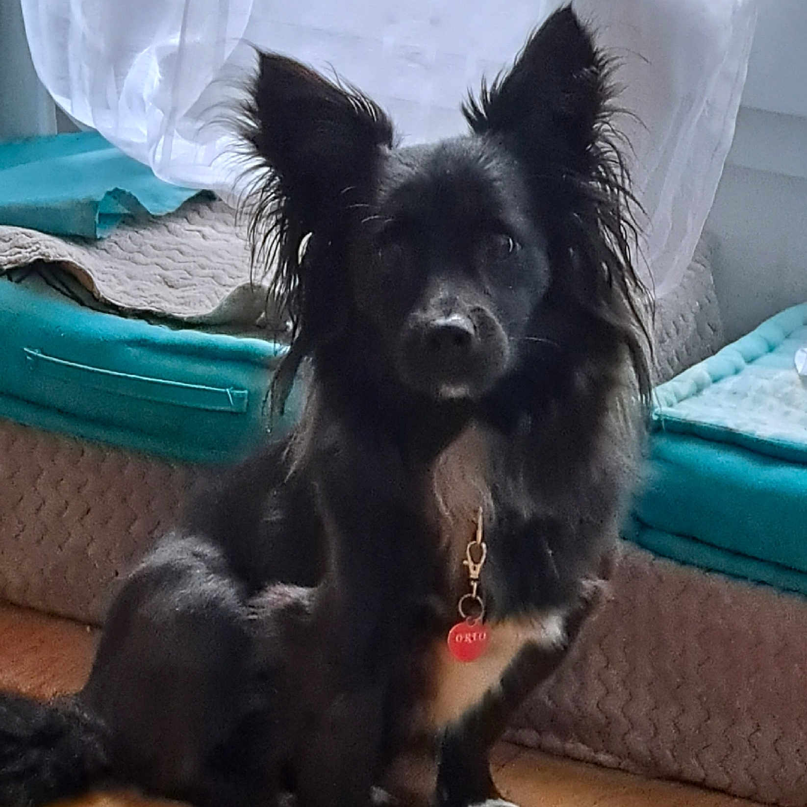 Oreo