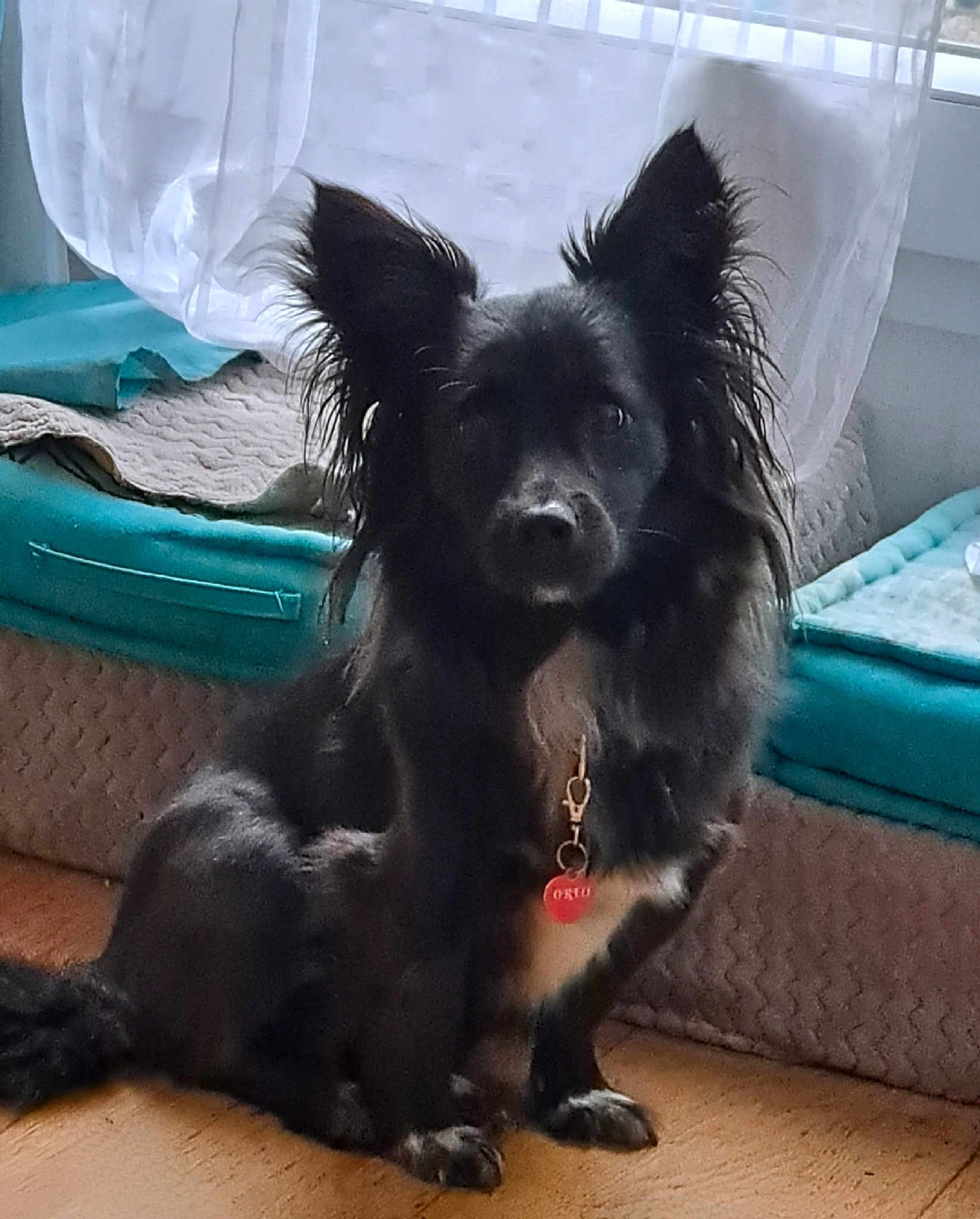 Oreo