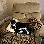 animal_print, black_and_white, blanket, carpet, cat, chair, cozy, curious, cushion, feline, fur, home, indoor, leopard_print, paw, pet, recliner, relaxing, tuxedo_cat, wall