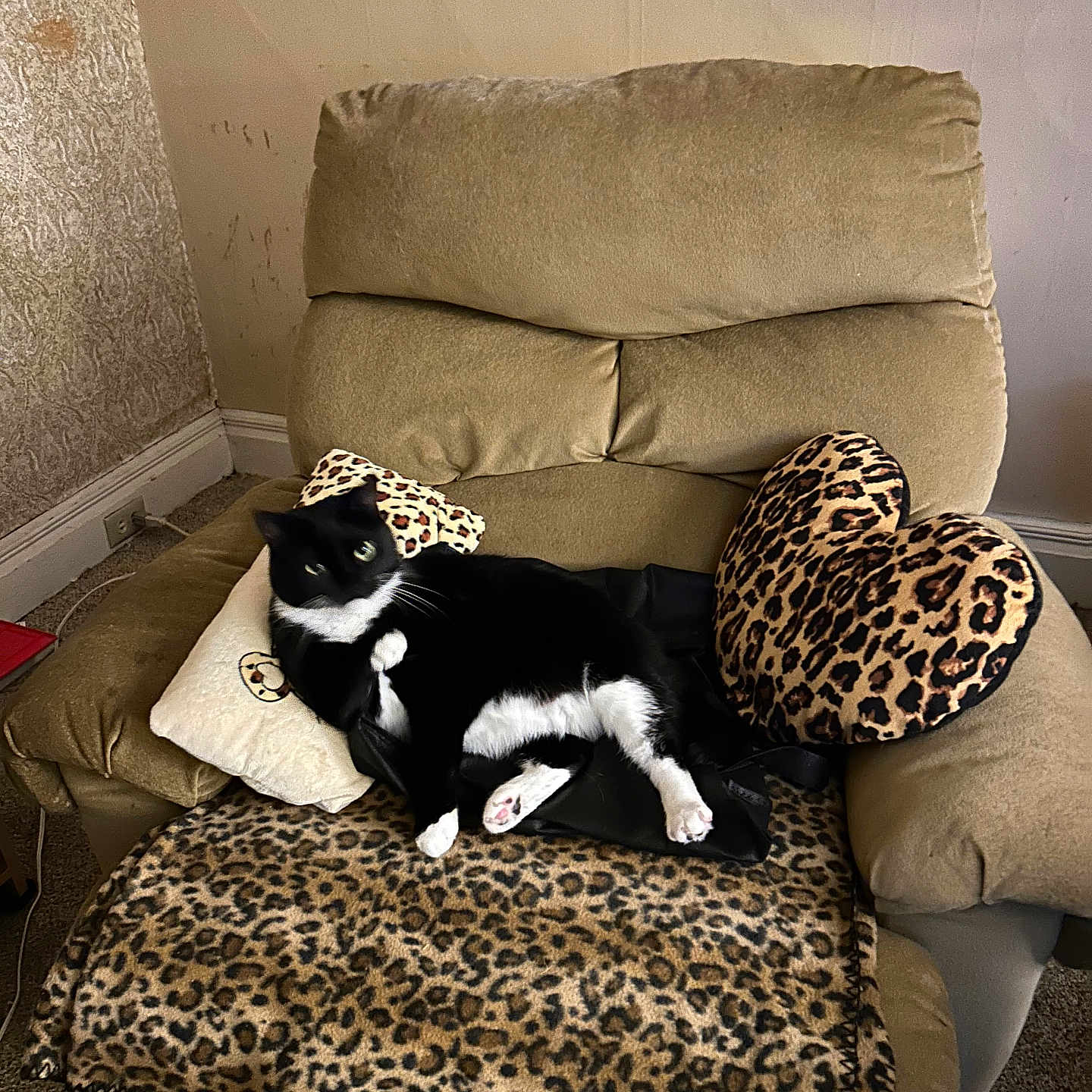 Stella joined the competition — help win amazing prizes! animal_print, black_and_white, blanket, carpet, cat, chair, cozy, curious, cushion, feline, fur, home, indoor, leopard_print, paw, pet, recliner, relaxing, tuxedo_cat, wall