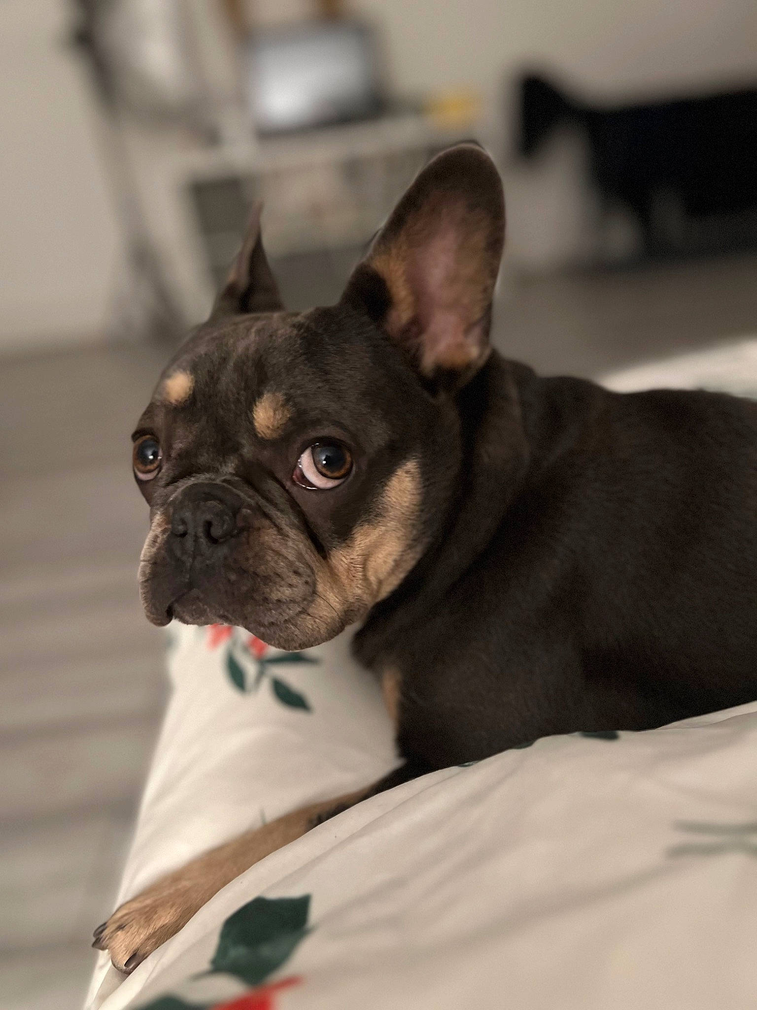 Hera is registered to the contest to win money with this photo: bulldog, canidae, carnivore, collar, comfort, companion_dog, dog, dog_breed, dog_collar, ear, fawn, french_bulldog, non_sporting_group, puppy, sporting_group, terrestrial_animal, toy_dog, whiskers, working_animal, wrinkle