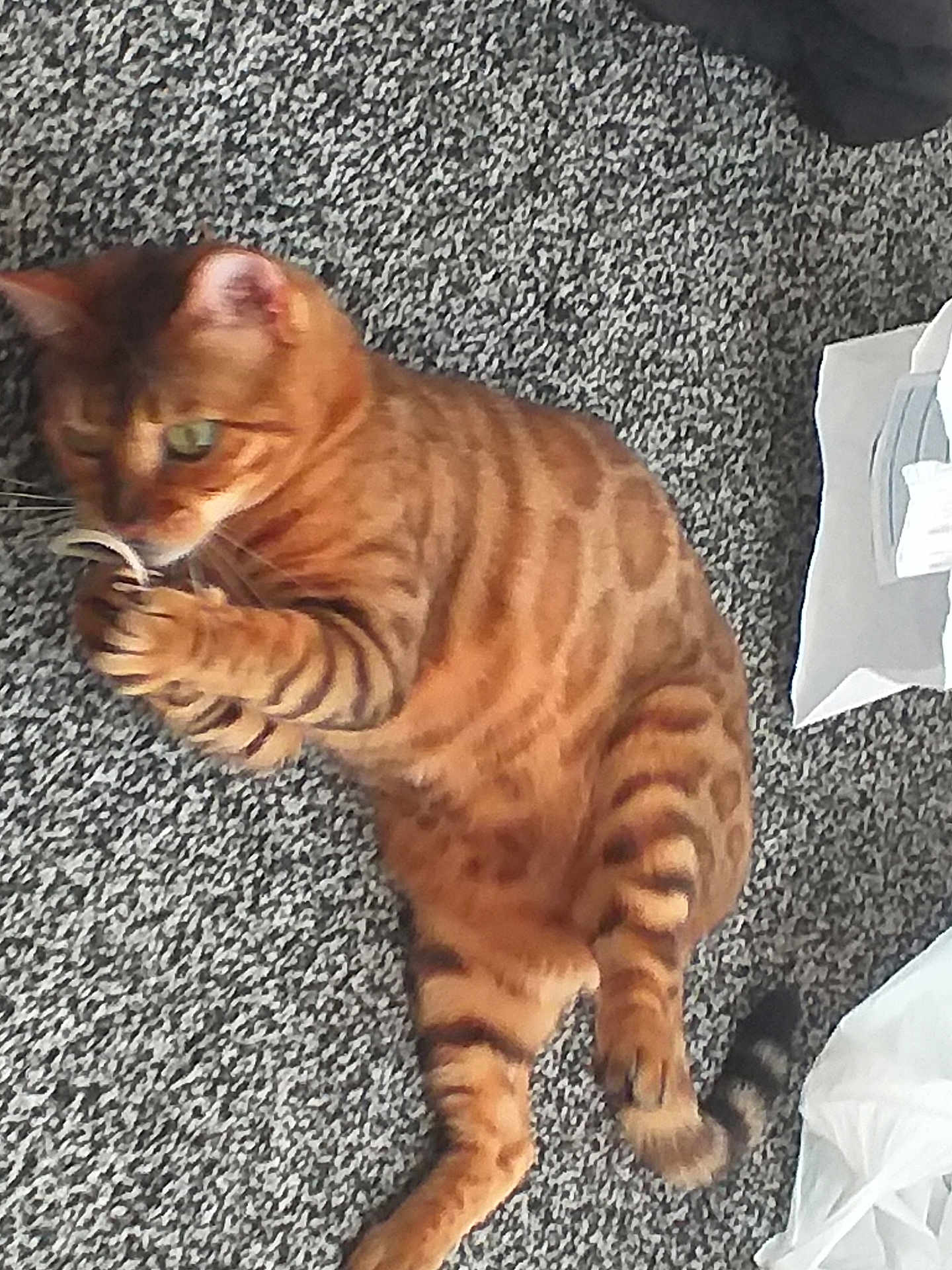 Cleo