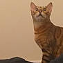 Cleo is registered to the contest to win money with this photo: tabby_cat, cat, feline, striped, pet, indoor, animal, curious, looking_up, whiskers, ears, fur, mammal, domestic_animal, young_cat, brown, orange, black_stripes, wall, fabric