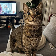 Ceviche joined the competition — help win amazing prizes! cat, tabby_cat, indoor, living_room, couch, plant, television, curious, alert, pet, feline, whiskers, fur, eyes, ears, home, blanket, furniture, domestic_animal, cozy