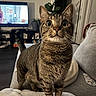 cat, tabby_cat, indoor, living_room, couch, plant, television, curious, alert, pet, feline, whiskers, fur, eyes, ears, home, blanket, furniture, domestic_animal, cozy