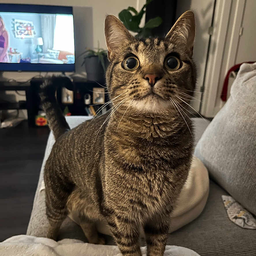 Ceviche joined the competition — help win amazing prizes! cat, tabby_cat, indoor, living_room, couch, plant, television, curious, alert, pet, feline, whiskers, fur, eyes, ears, home, blanket, furniture, domestic_animal, cozy