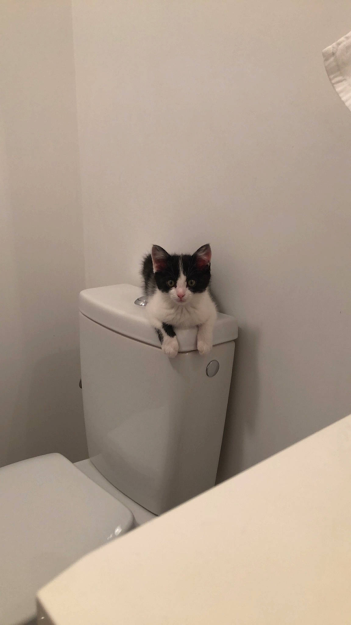 Sirius participe au concours pour gagner de l'argent avec cette photo : box, cardboard, carnivore, cat, comfort, domestic_short_haired_cat, felidae, floor, flooring, fur, grey, hardwood, packaging_and_labeling, pet_supply, room, small_to_medium_sized_cats, tail, whiskers, wood