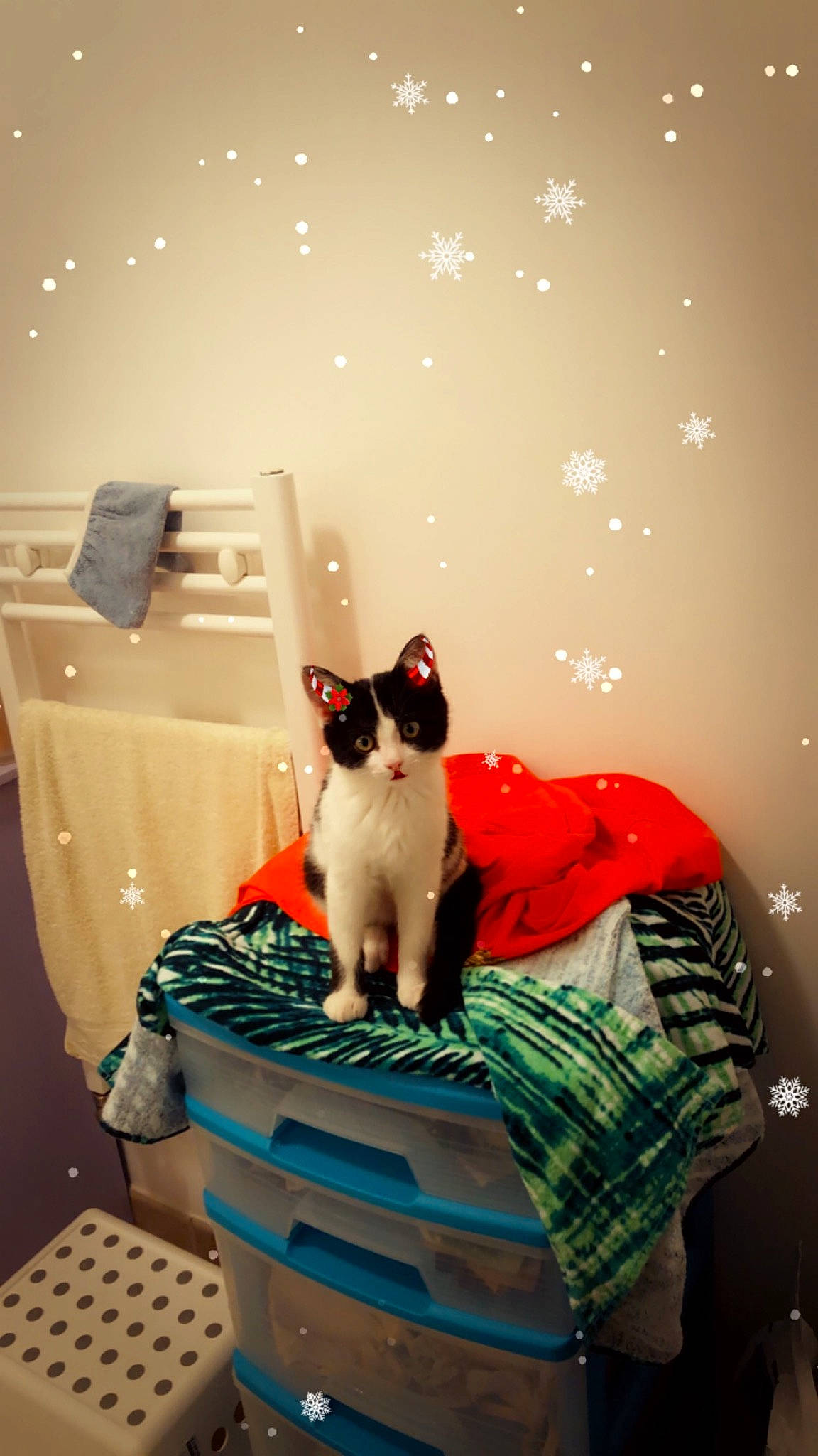 Sirius participe au concours pour gagner de l'argent avec cette photo : carnivore, cat, comfort, event, fawn, felidae, formal_wear, fur, interior_design, photograph, plant, room, sitting, small_to_medium_sized_cats, snapshot, tail, tints_and_shades, tree, whiskers, window