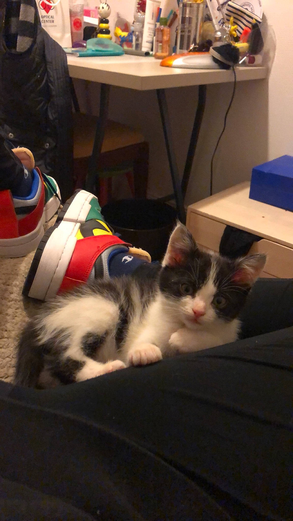 Sirius participe au concours pour gagner de l'argent avec cette photo : backpack, bag, box, carmine, carnivore, cat, comfort, desk, domestic_short_haired_cat, felidae, fur, lap, luggage_and_bags, mammal, paw, room, small_to_medium_sized_cats, table, tail, whiskers