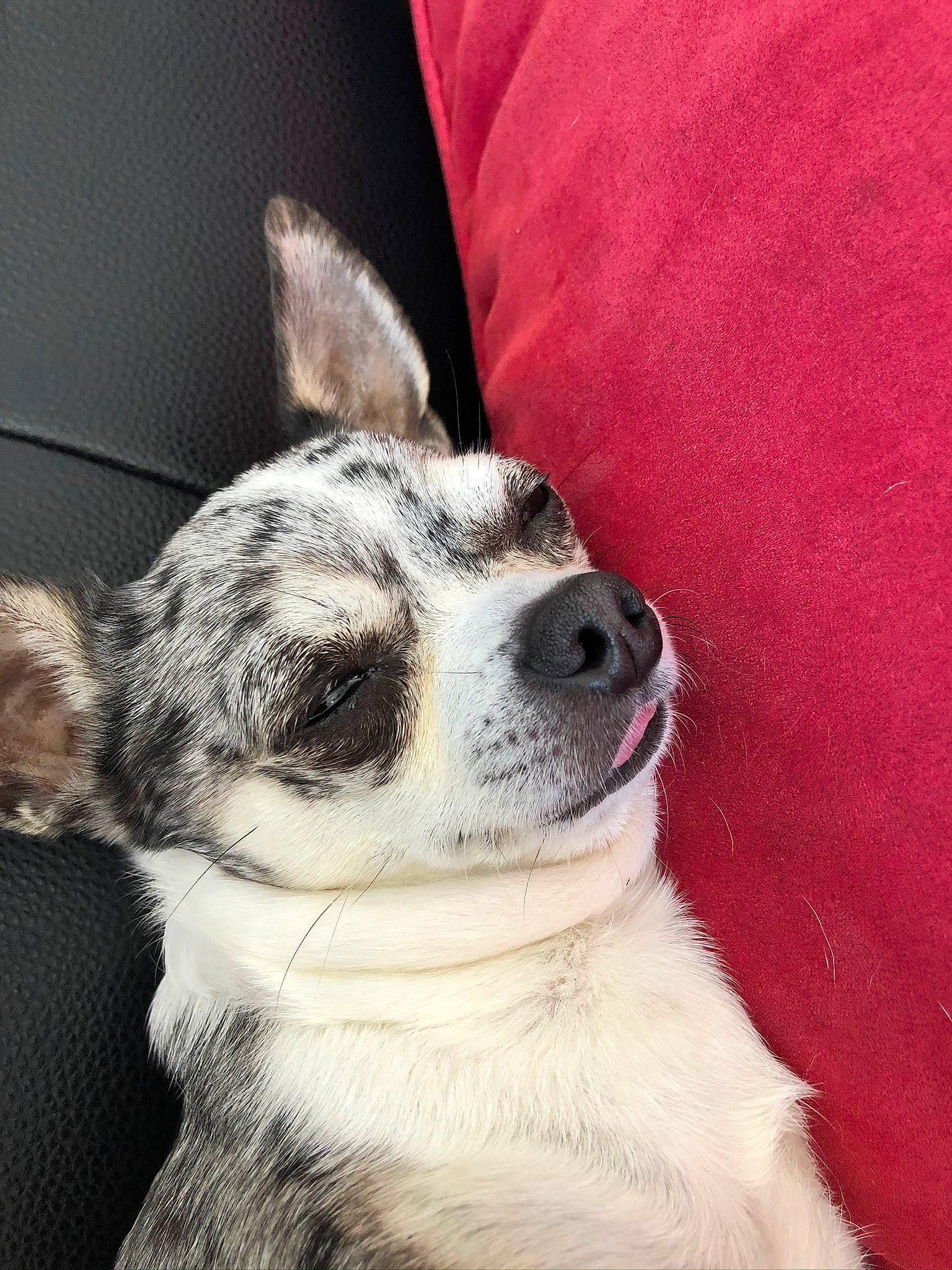 Jessie a rejoint le concours — aidez-le/la à gagner de superbes lots ! carnivore, comfort, companion_dog, couch, dog, dog_breed, fur, grey, linens, paw, snout, square, terrestrial_animal, whiskers, window, working_animal, working_dog