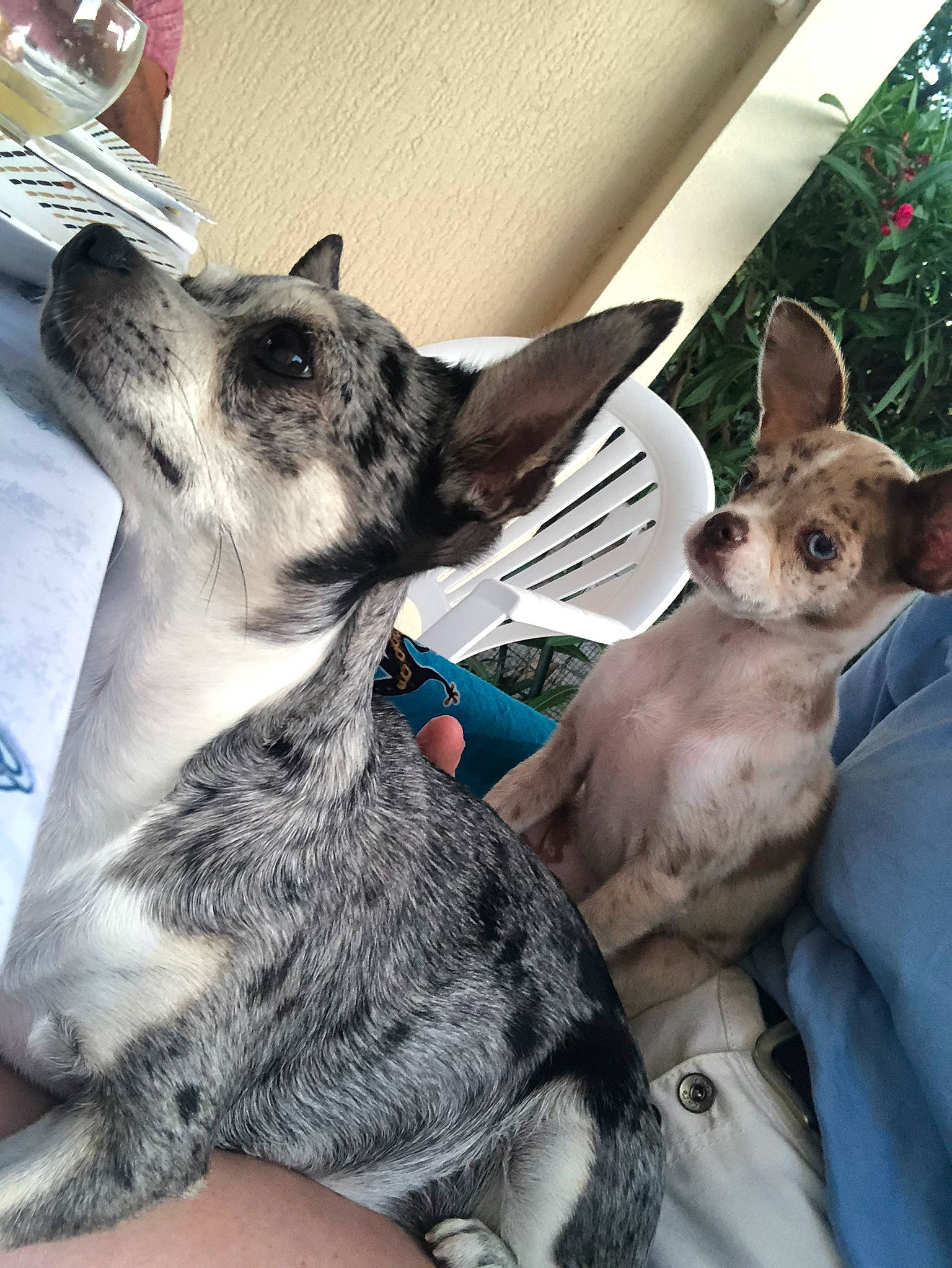 Jessie participe au concours pour gagner de l'argent avec cette photo : canidae, carnivore, chihuahua, collar, comfort, companion_dog, dog, dog_breed, ear, fawn, felidae, fur, mammal, plant, small_to_medium_sized_cats, snout, sporting_group, texas_heeler, toy_dog, whiskers