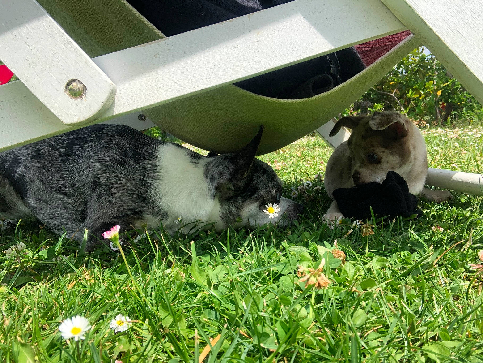 Jessie a rejoint le concours — aidez-le/la à gagner de superbes lots ! canidae, dog_breed, felidae, flower, fur, grass, grassland, groundcover, herbaceous_plant, lawn, petal, plant, rodent, small_to_medium_sized_cats, sporting_group, tail, terrestrial_animal, whiskers, yard