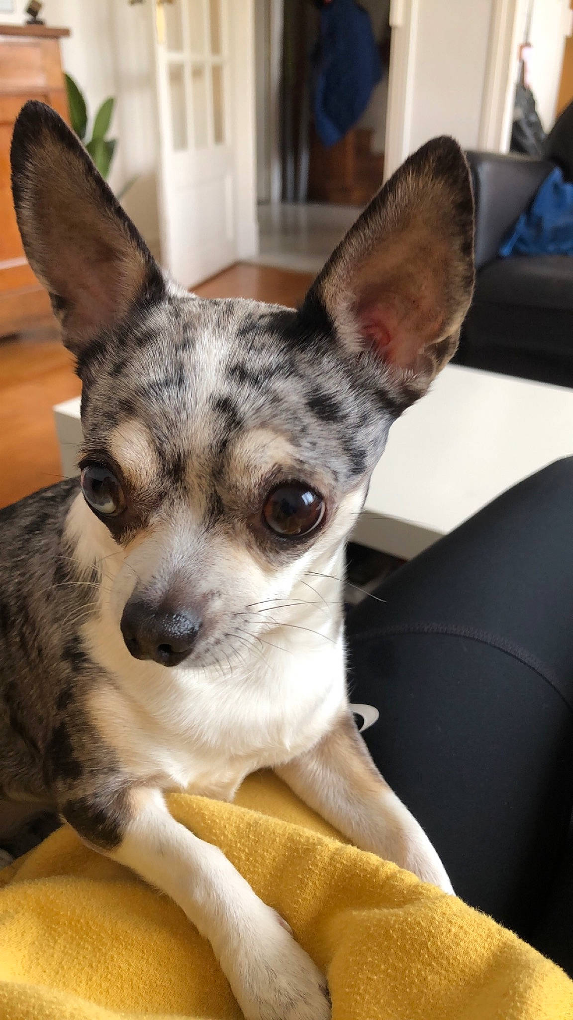 Jessie a rejoint le concours — aidez-le/la à gagner de superbes lots ! canidae, carnivore, comfort, companion_dog, dog, dog_breed, dog_supply, ear, fawn, fur, houseplant, non_sporting_group, plant, snout, sporting_group, terrestrial_animal, toy_dog, whiskers, working_animal