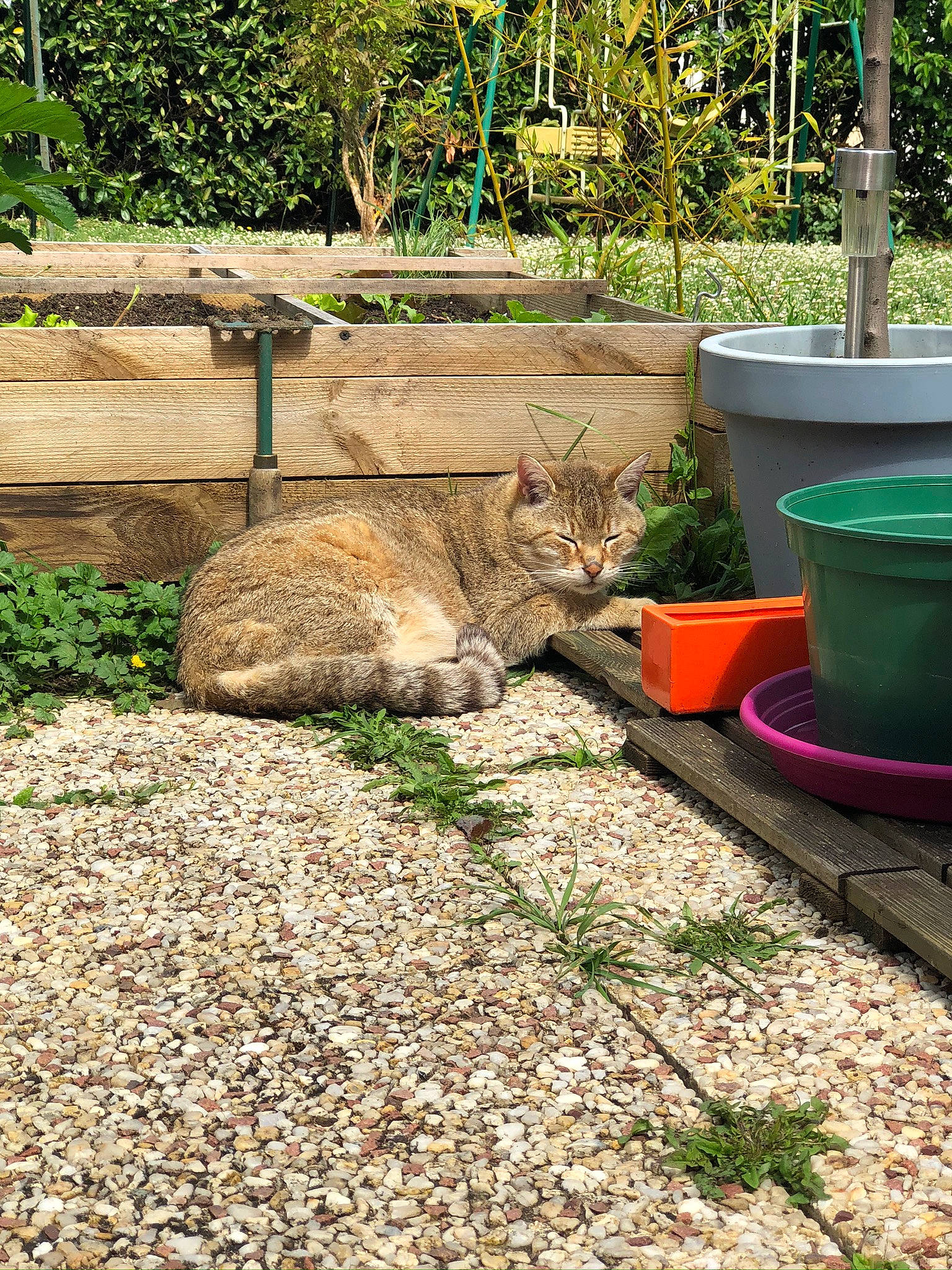 Pistache a rejoint le concours — aidez-le/la à gagner de superbes lots ! carnivore, cat, domestic_short_haired_cat, fawn, felidae, flowerpot, fur, grass, green, groundcover, landscape, plant, road_surface, small_to_medium_sized_cats, soil, tail, terrestrial_animal, whiskers, wildlife, wood