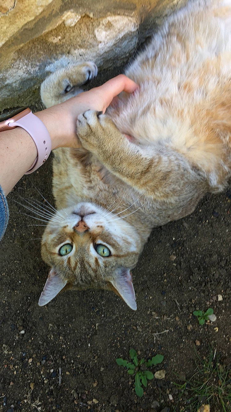 Pistache a rejoint le concours — aidez-le/la à gagner de superbes lots ! canidae, carnivore, cat, claw, domestic_short_haired_cat, fawn, felidae, fur, gesture, grass, hand, nail, paw, small_to_medium_sized_cats, snout, soil, tail, terrestrial_animal, whiskers, wildlife