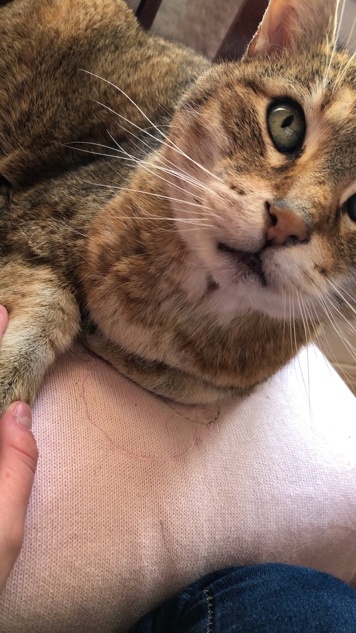 Pistache participe au concours pour gagner de l'argent avec cette photo : carnivore, cat, claw, comfort, domestic_short_haired_cat, door, felidae, fur, hand, paw, small_to_medium_sized_cats, snout, terrestrial_animal, whiskers, wildlife, window