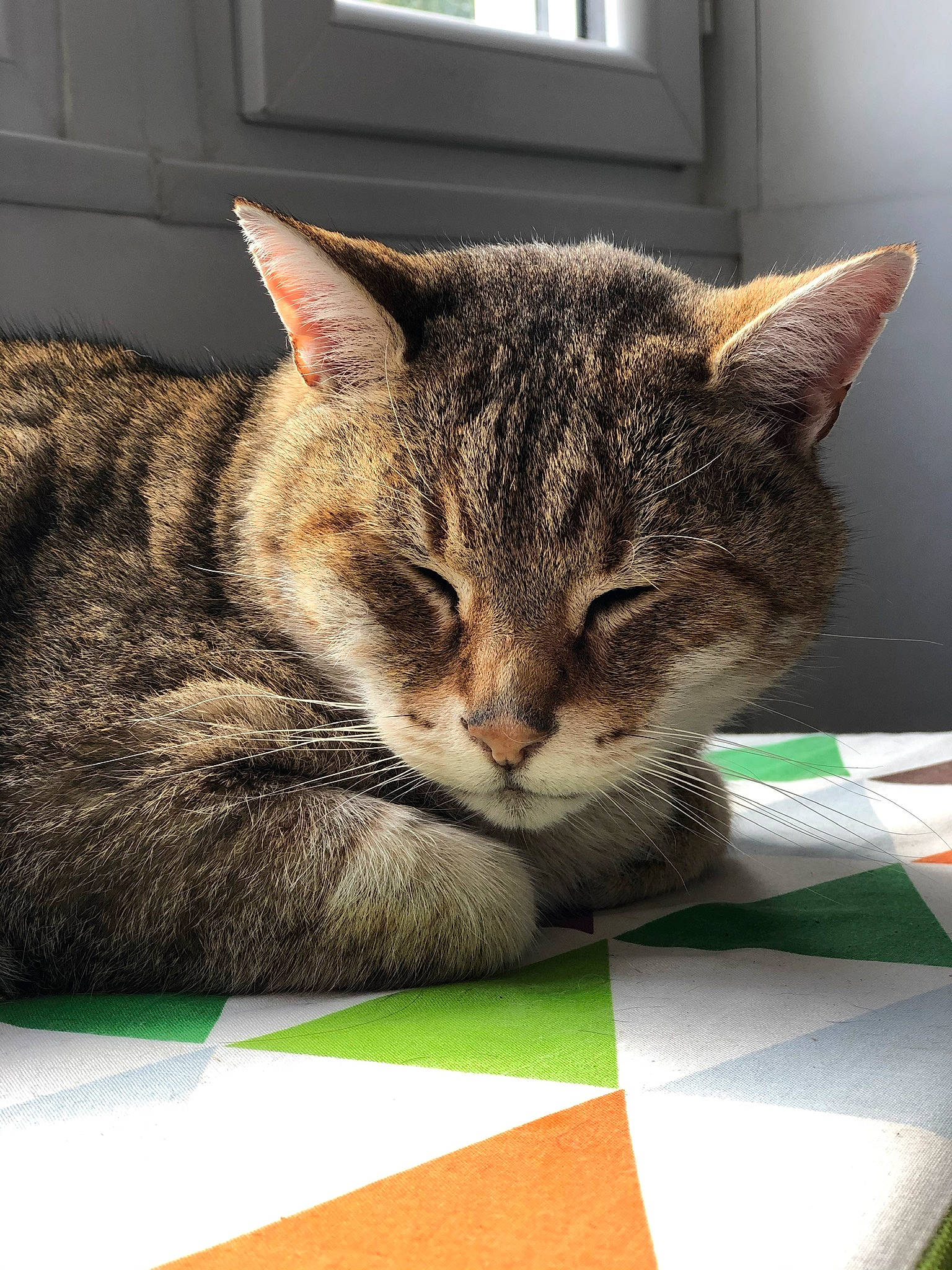 Pistache participe au concours pour gagner de l'argent avec cette photo : carnivore, cat, cat_supply, comfort, domestic_short_haired_cat, felidae, fur, grass, rectangle, sitting, small_to_medium_sized_cats, snout, terrestrial_animal, whiskers, wildlife, window