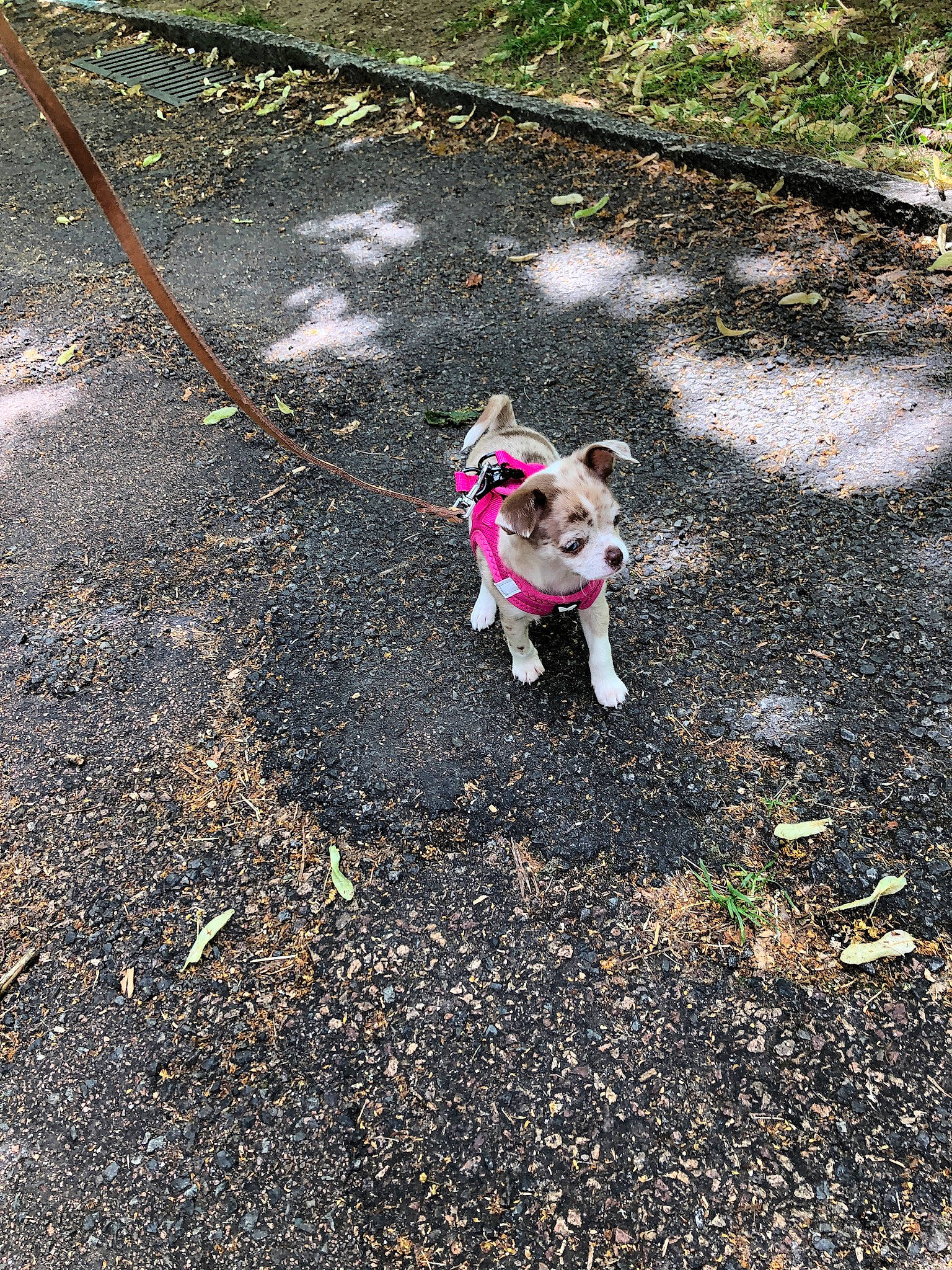 Romy participe au concours pour gagner de l'argent avec cette photo : asphalt, carnivore, companion_dog, dog, dog_breed, dog_clothes, dog_supply, fawn, grass, leash, pet_supply, plant, road_surface, sidewalk, snout, soil, sporting_group, tail, toy_dog, working_animal
