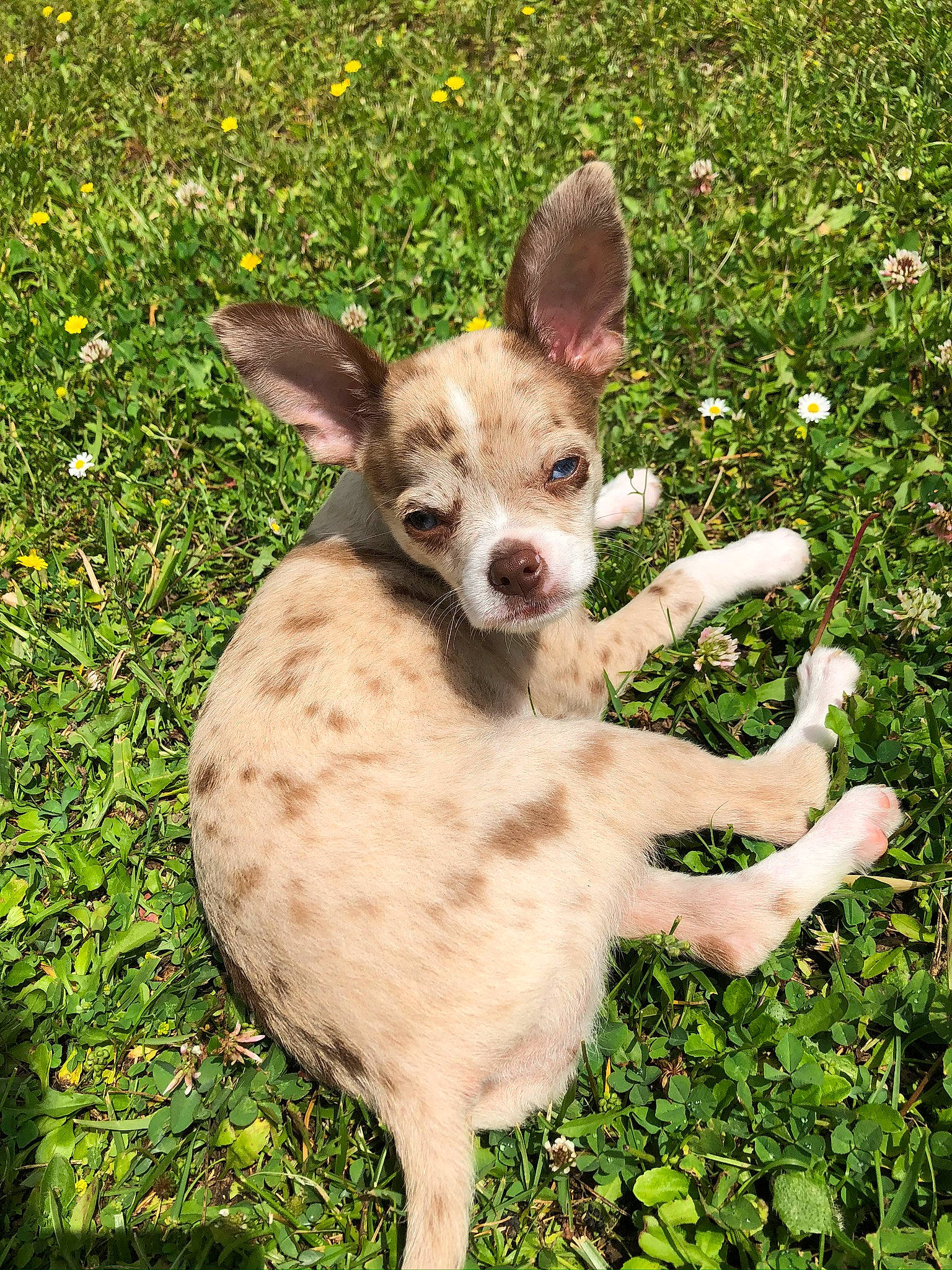 Romy a rejoint le concours — aidez-le/la à gagner de superbes lots ! canidae, carnivore, chihuahua, companion_dog, dog, dog_breed, fawn, grass, grass_family, grassland, groundcover, plant, snout, sporting_group, tail, terrestrial_animal, terrestrial_plant, toy_dog, whiskers, working_animal