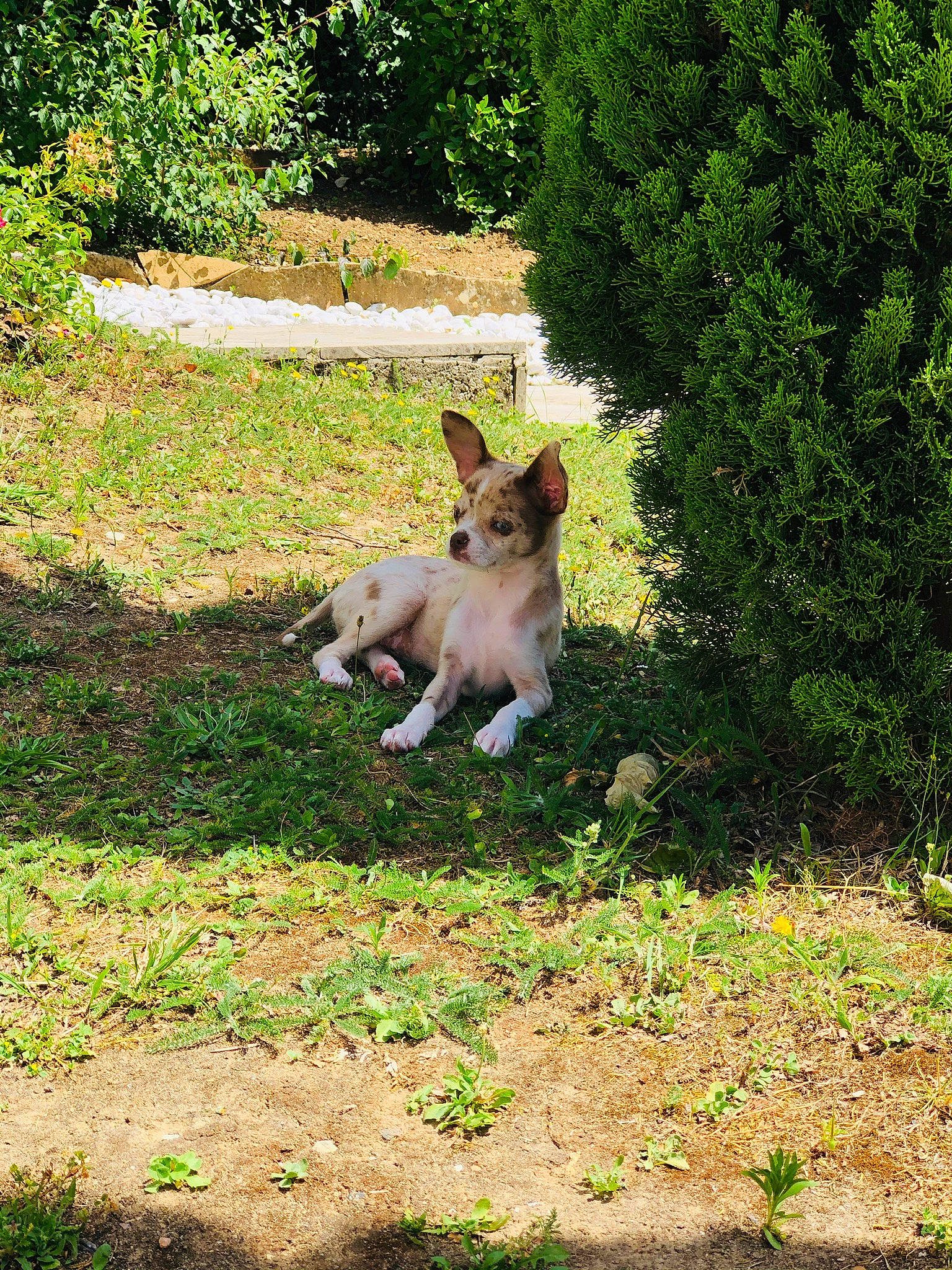 Romy participe au concours pour gagner de l'argent avec cette photo : carnivore, chihuahua, companion_dog, dog, dog_breed, fawn, garden, grass, grassland, groundcover, landscape, lawn, pasture, plant, shrub, tail, terrestrial_animal, terrier, tree, wildlife