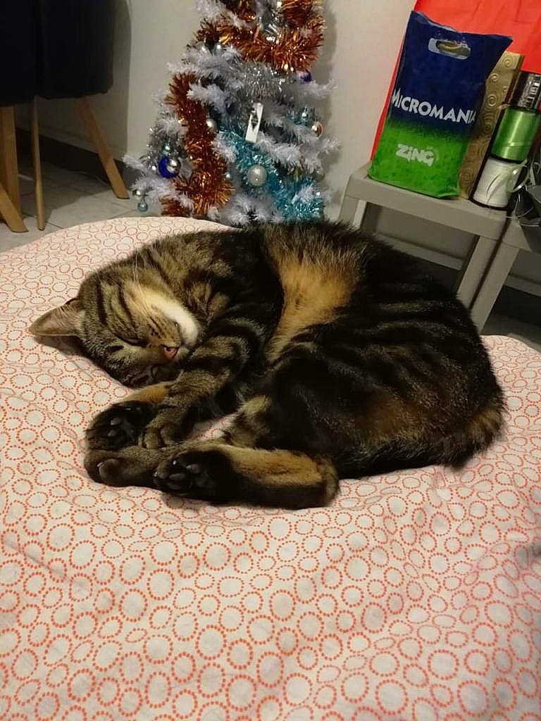 Lego participe au concours pour gagner de l'argent avec cette photo : carnivore, cat, christmas_decoration, christmas_ornament, christmas_tree, comfort, conifer, domestic_short_haired_cat, event, felidae, flooring, fur, holiday, living_room, room, small_to_medium_sized_cats, sporting_group, tail, tree, whiskers