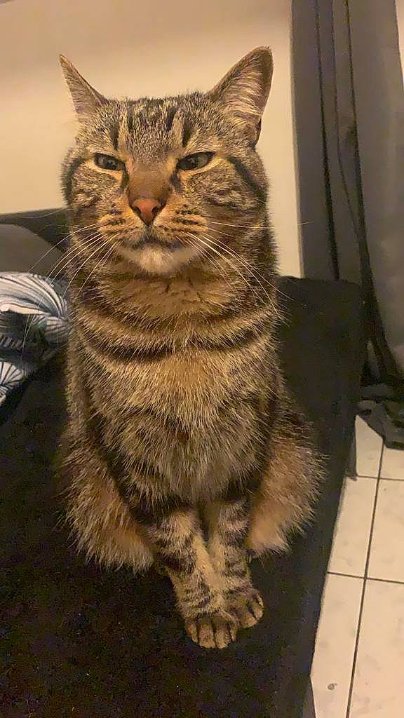 Lego participe au concours pour gagner de l'argent avec cette photo : carnivore, cat, claw, domestic_short_haired_cat, felidae, flooring, fur, grey, paw, sitting, small_to_medium_sized_cats, snout, tail, terrestrial_animal, tile_flooring, whiskers, window, wood