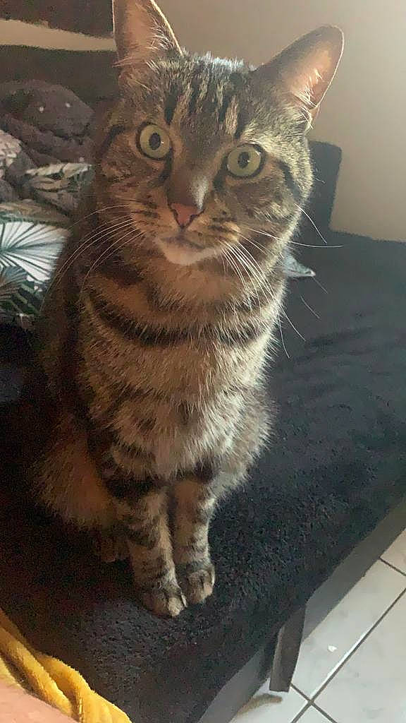 Lego a rejoint le concours — aidez-le/la à gagner de superbes lots ! carnivore, cat, domestic_short_haired_cat, felidae, fur, paw, small_to_medium_sized_cats, snout, terrestrial_animal, whiskers