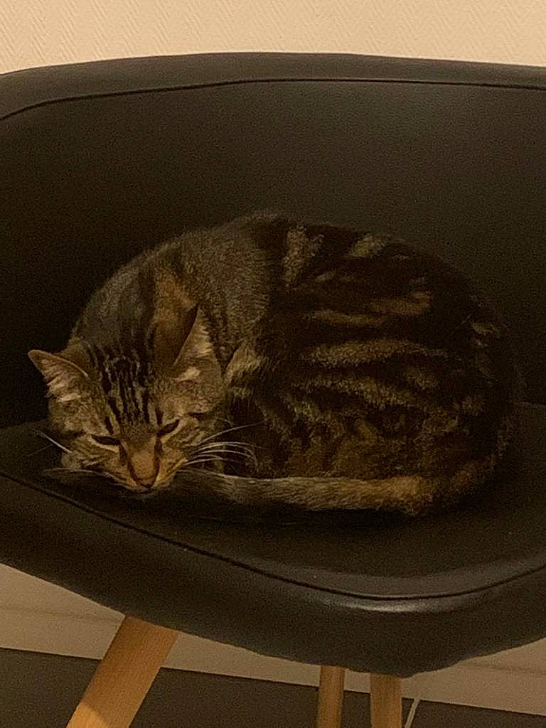 Lego participe au concours pour gagner de l'argent avec cette photo : art, carnivore, cat, cat_bed, cat_supply, comfort, domestic_short_haired_cat, felidae, fur, headgear, room, small_to_medium_sized_cats, snout, tail, terrestrial_animal, whiskers, wood