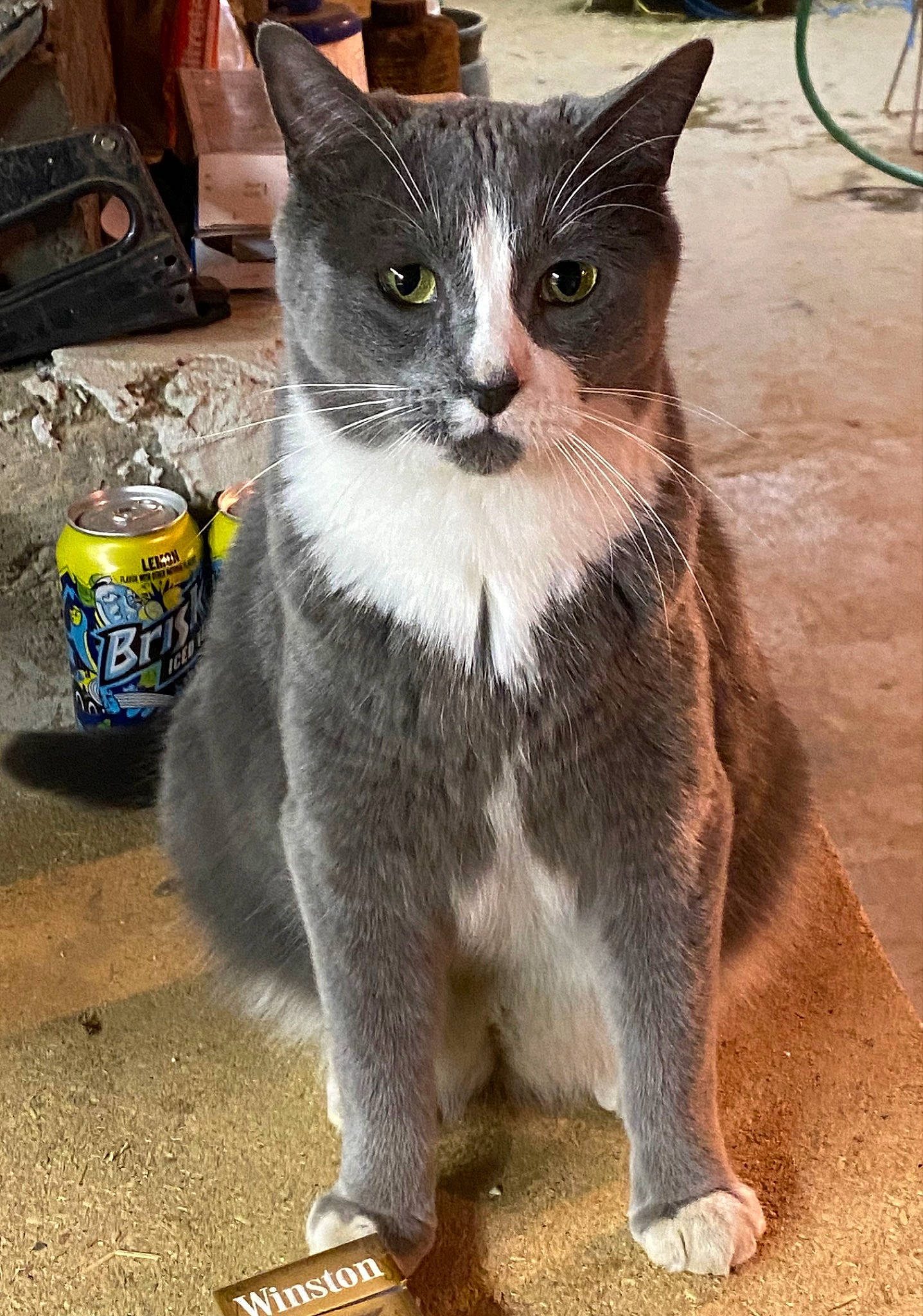 Smooshed is registered to the contest to win money with this photo: aluminum_can, backpack, carnivore, cat, claw, domestic_short_haired_cat, felidae, fur, paw, sitting, small_to_medium_sized_cats, snout, tail, tin_can, wheel, whiskers, window
