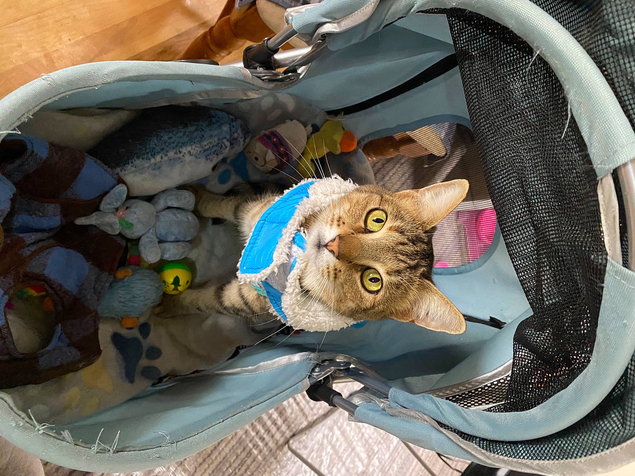 Smitten is registered to the contest to win money with this photo: auto_part, automotive_tire, automotive_wheel_system, bag, bicycle_wheel, carnivore, cat, electric_blue, fawn, felidae, fur, headgear, motor_vehicle, rim, small_to_medium_sized_cats, snout, tire, vehicle, whiskers, window