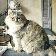 Brigitte participe au concours pour gagner de l'argent avec cette photo : cat, couch, cozy, fluffy, furniture, globe, gray_cat, home_decor, indoor, lamp, living_room, neutral_colors, ornament, pet, photo_frame, pillow, sitting, soft_light, tail, wall