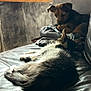 cat, dog, leather_couch, blankets, window, indoor, relaxing, resting, fur, pets, curious, cozy, home, animal, domestic, companions, wall, natural_light, comfort, leisure