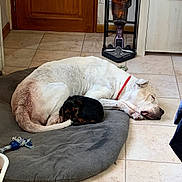 Neva participe au concours pour gagner de l'argent avec cette photo : black_dog, companion, cozy, dog, domestic, door, floor, household, indoor, large_dog, nap, pet_bed, quiet, red_collar, resting, sleeping, small_dog, tile_floor, vacuum_cleaner, white_dog