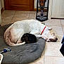 black_dog, companion, cozy, dog, domestic, door, floor, household, indoor, large_dog, nap, pet_bed, quiet, red_collar, resting, sleeping, small_dog, tile_floor, vacuum_cleaner, white_dog