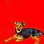 dog, small_dog, black_and_tan, lying_down, red_blanket, pet, animal, fur, collar, relaxed, indoors, canine, cute, portrait, resting, paw, alert, domestic_animal, companion, background